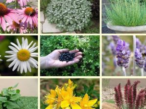 آموزش مجازی کاشت، داشت برداشت گیاهان دارویی بومی استان